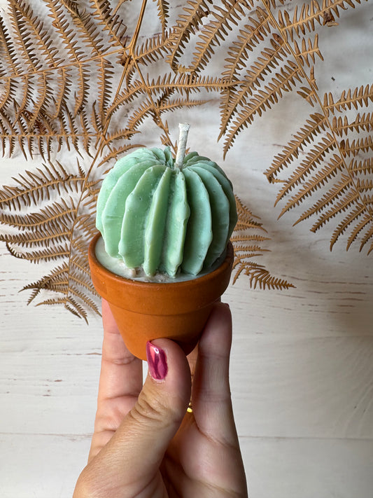 Che cactus! Candela